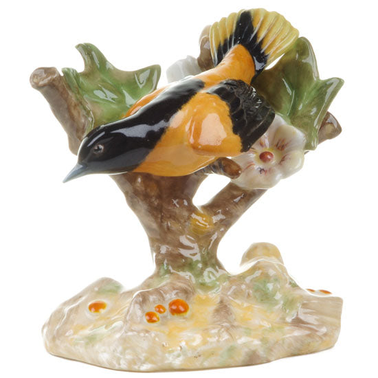 Baltimore Oriole