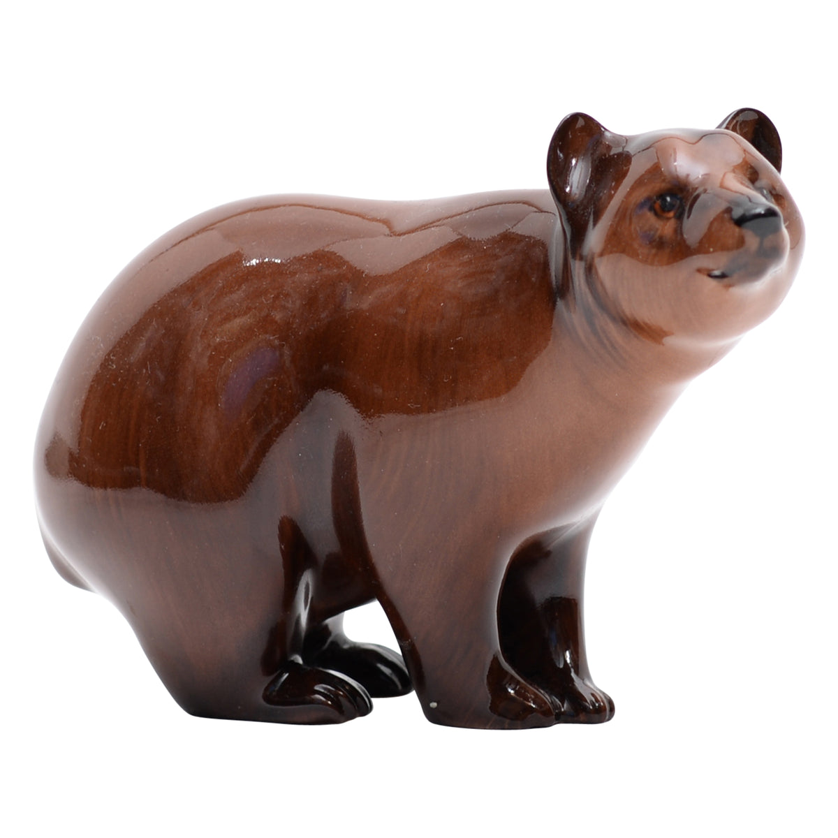 Brown Bear