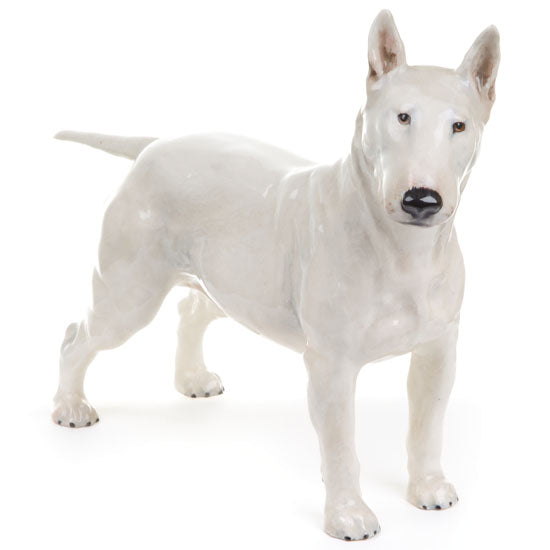 Bull Terrier Medium