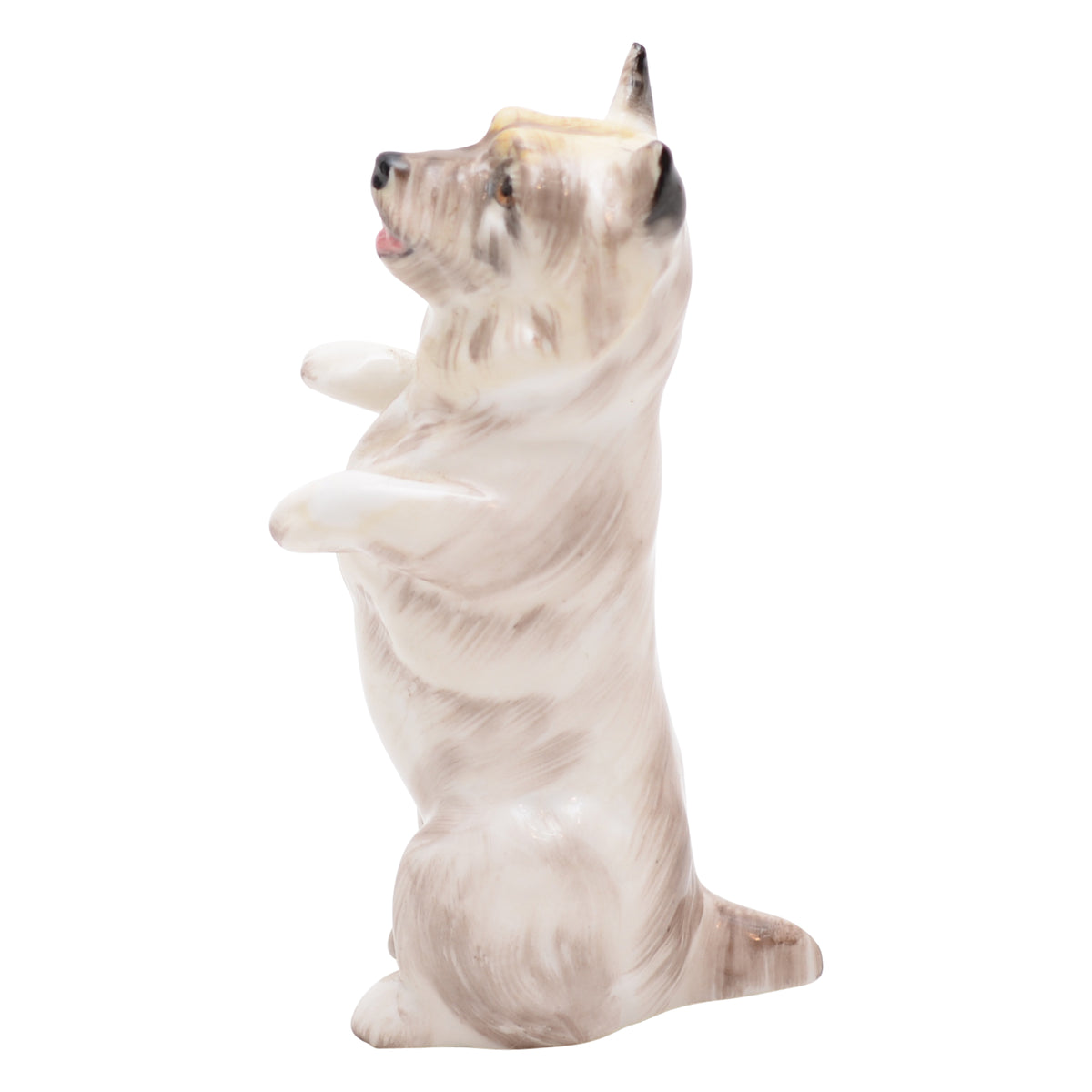 Cairn Terrier Begging