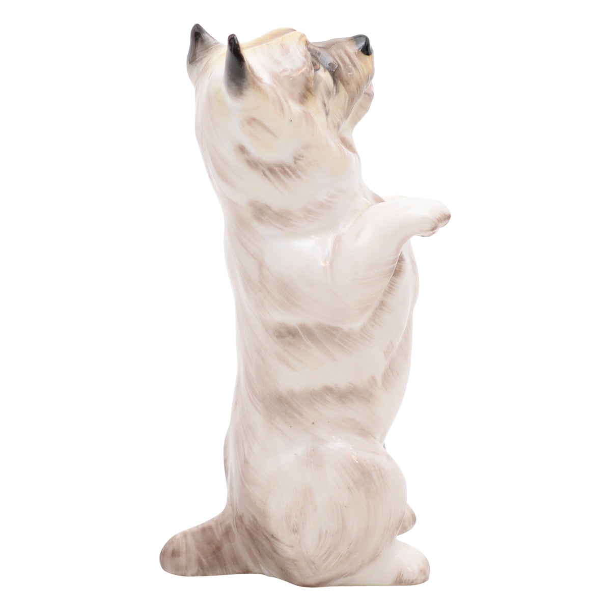 Cairn Terrier Begging