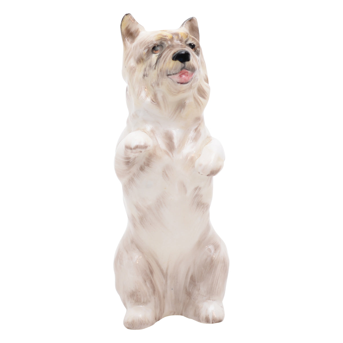 Cairn Terrier Begging