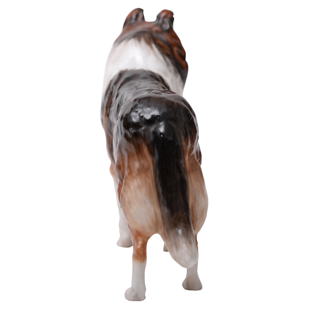 Collie 'Ashstead Applause' Medium