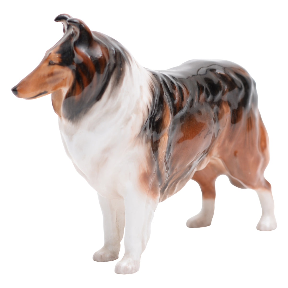 Collie 'Ashstead Applause' Sm