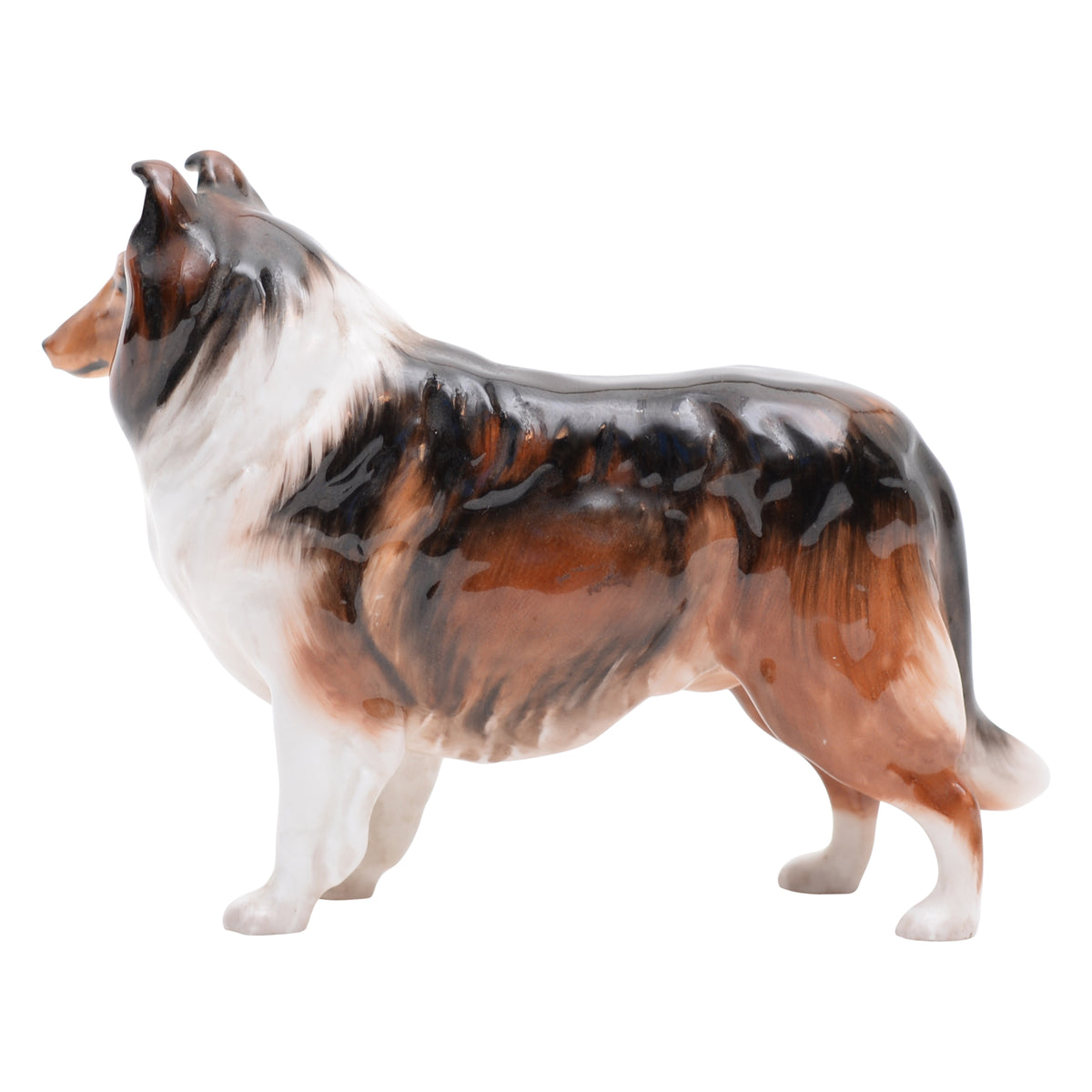 Collie 'Ashstead Applause' Sm