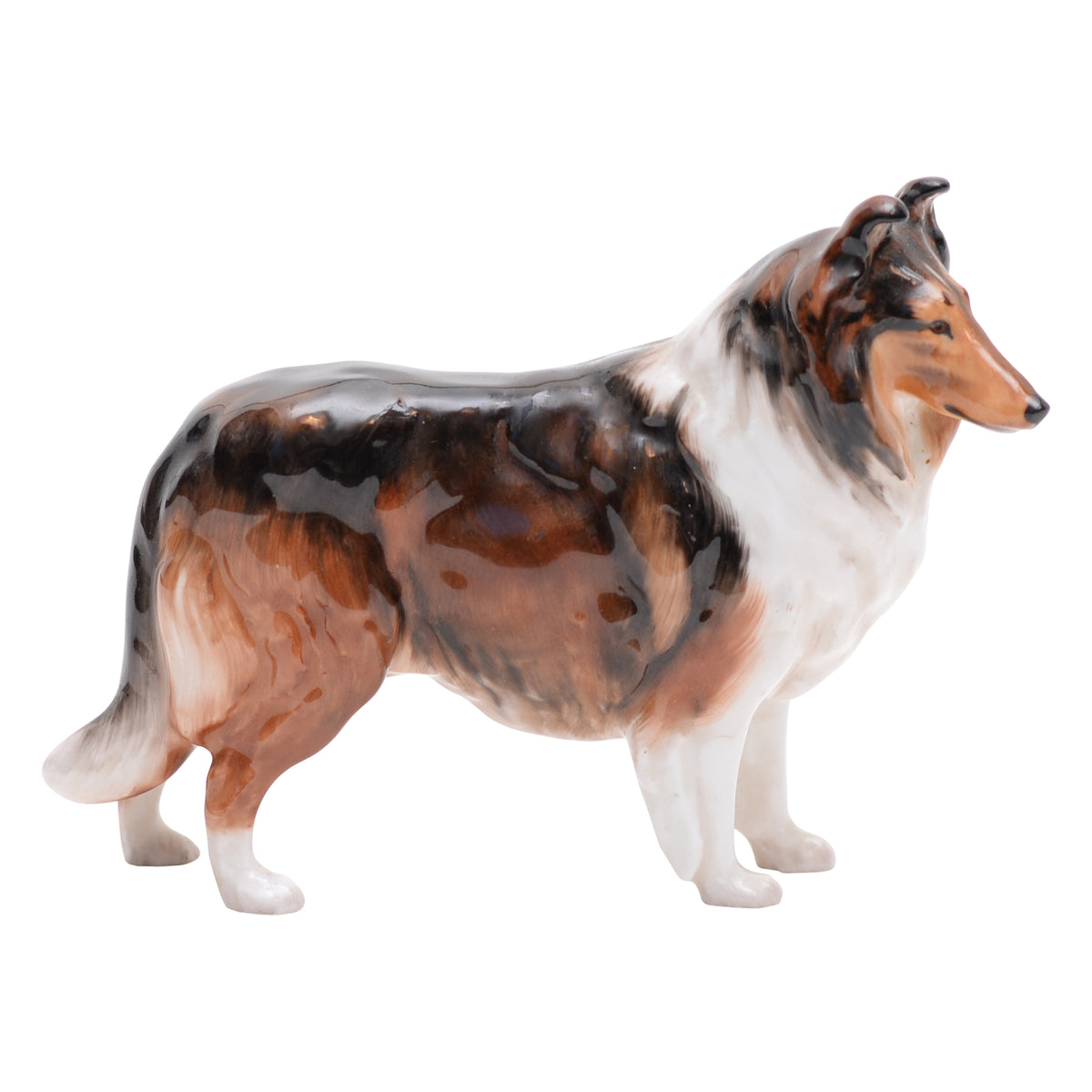 Collie 'Ashstead Applause' Sm