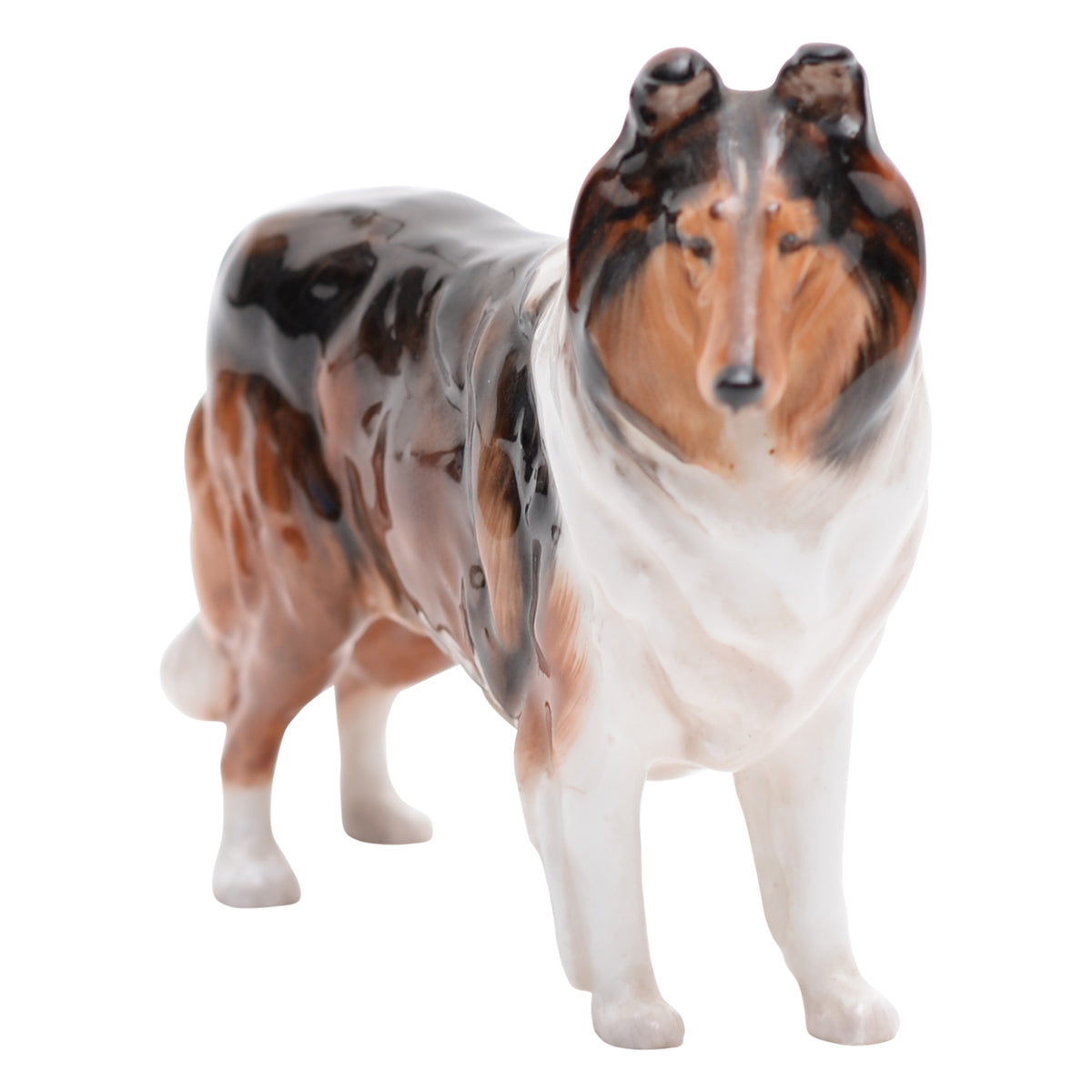 Collie 'Ashstead Applause' Sm