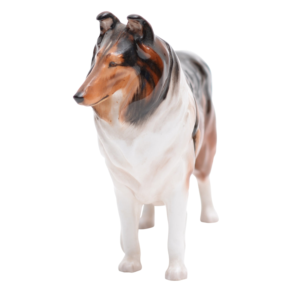 Collie 'Ashstead Applause' Sm
