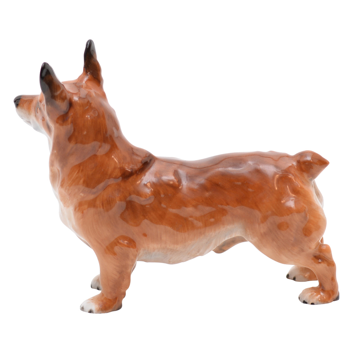 Welsh Corgi Small