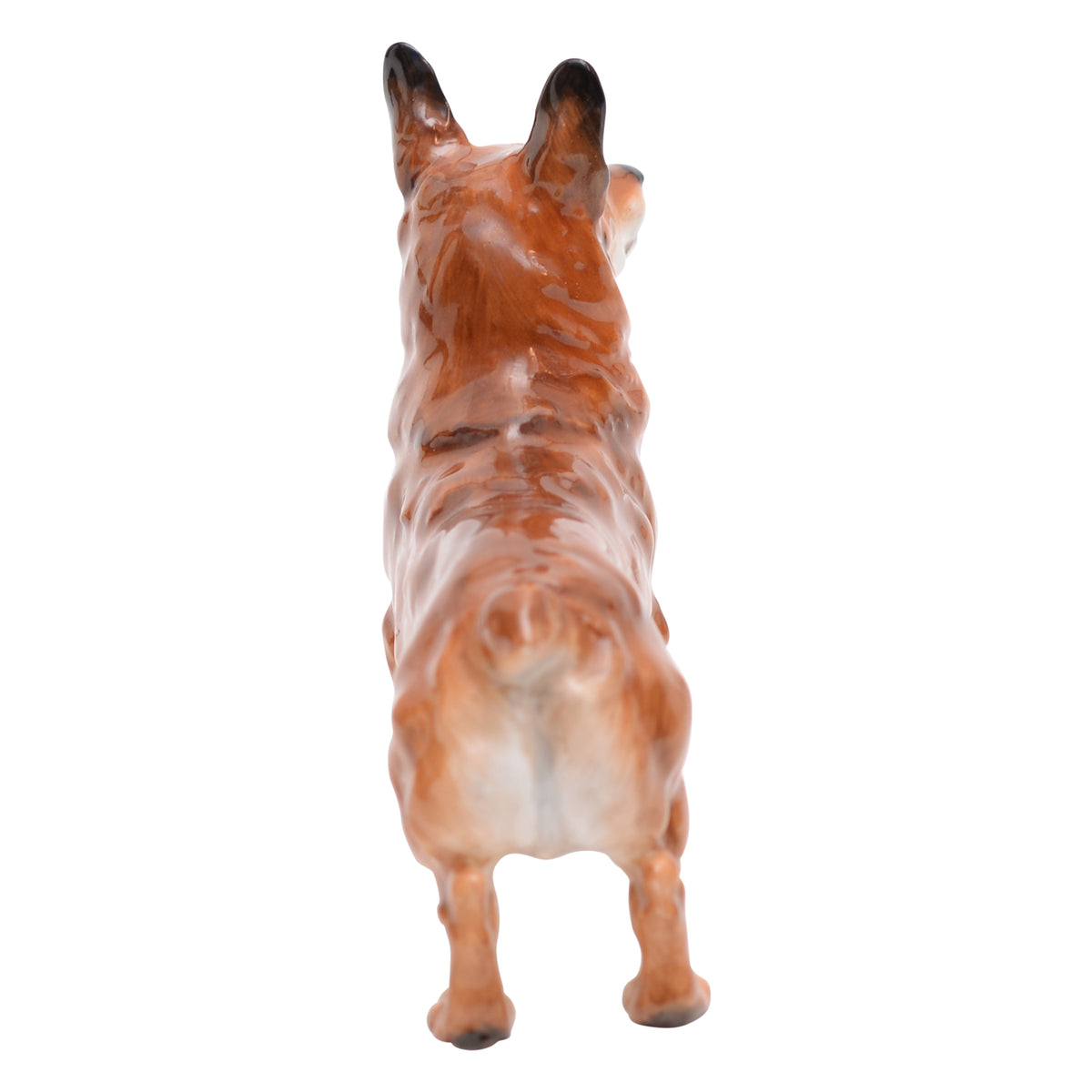 Welsh Corgi Small