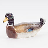 Mallard Drake