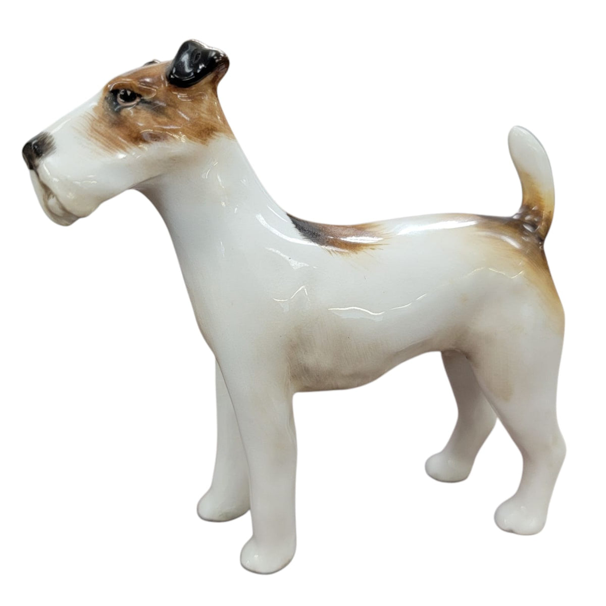 Fox Terrier standing dog