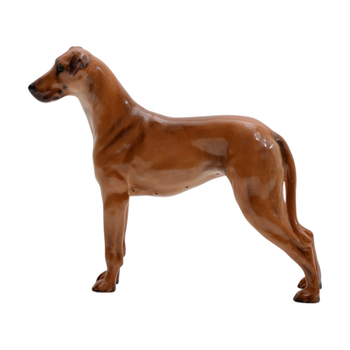Great Dane Champion 'Rebeller of Ouborough' HN2561