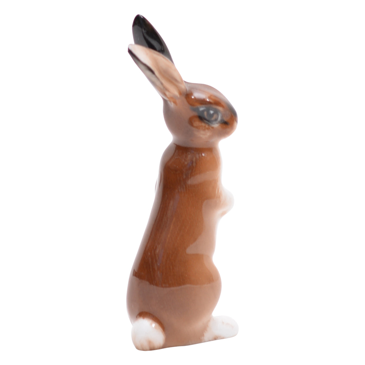 Hare seated