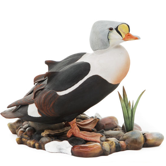 King Eider