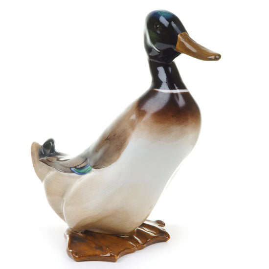Mallard Drake