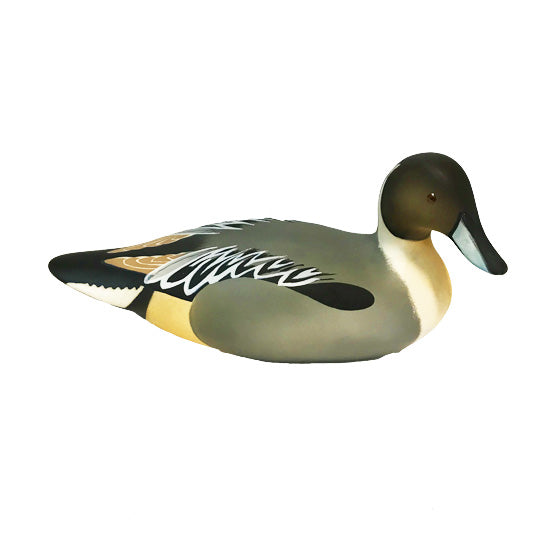 Pintail Male HN3513