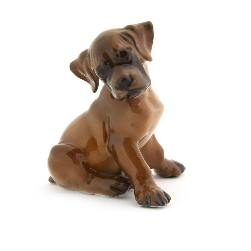 Dachshund Puppy