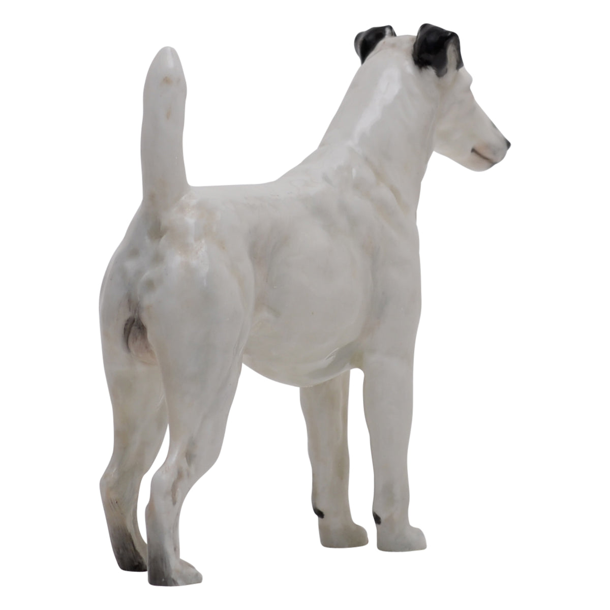 Smooth Haired Terrier