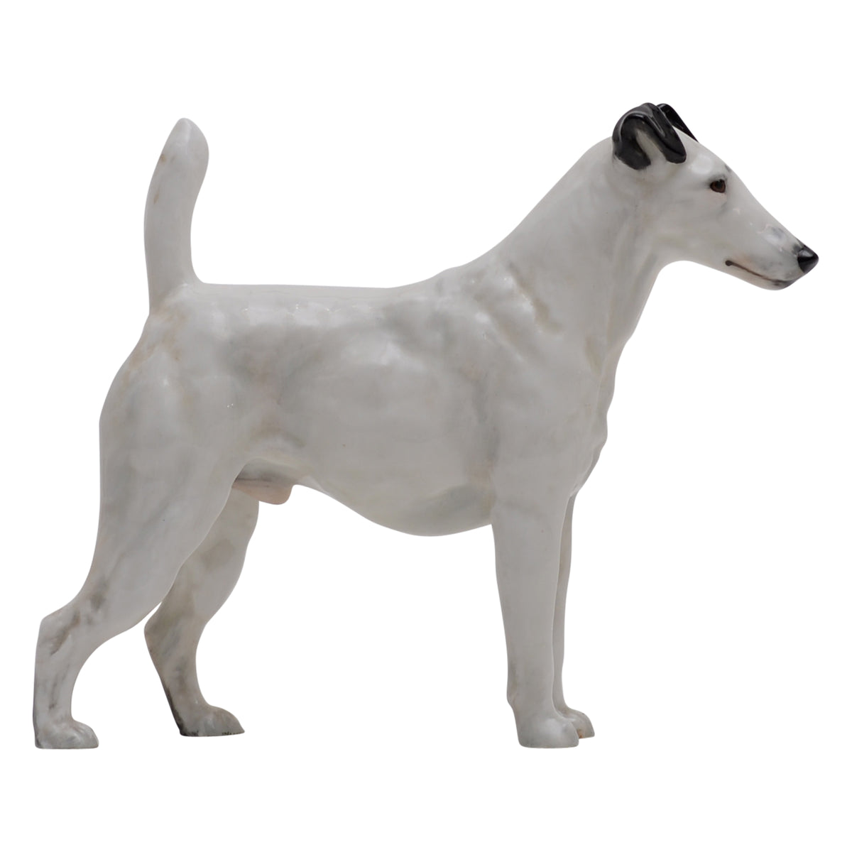 Smooth Haired Terrier