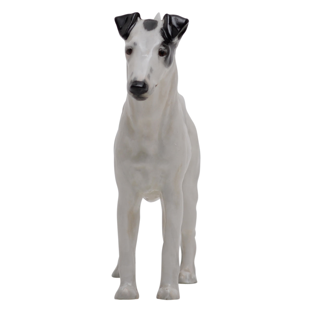 Smooth Haired Terrier