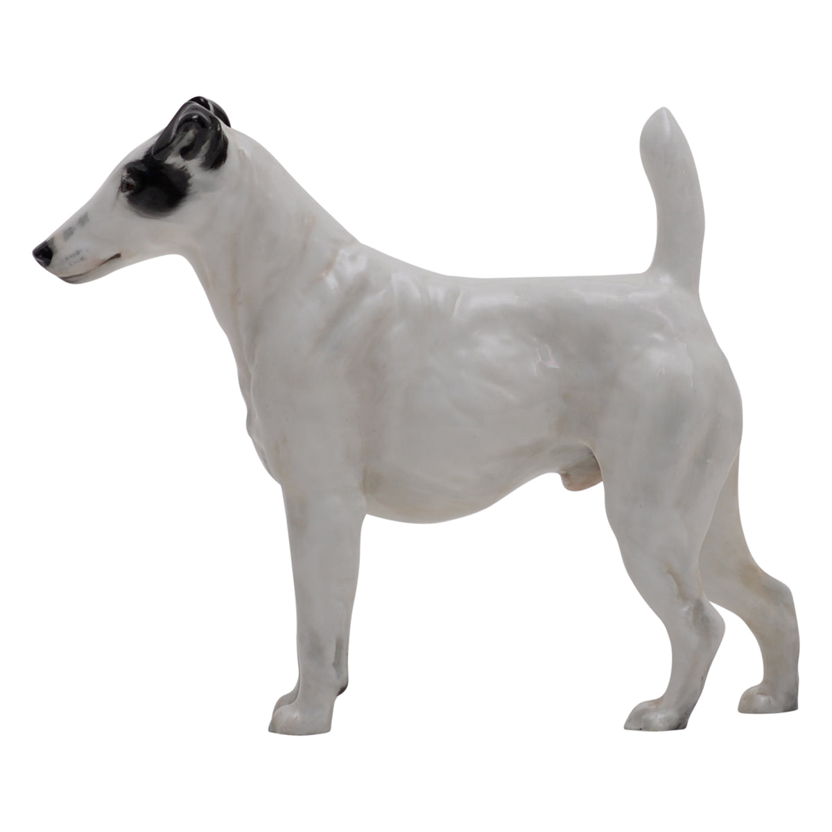 Smooth Haired Terrier
