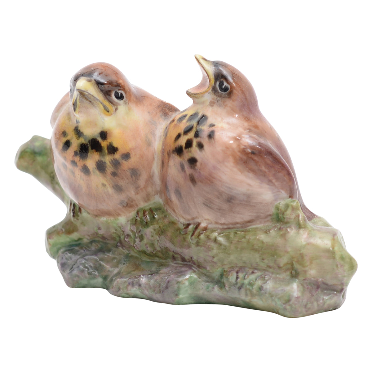 Two thrush chicks