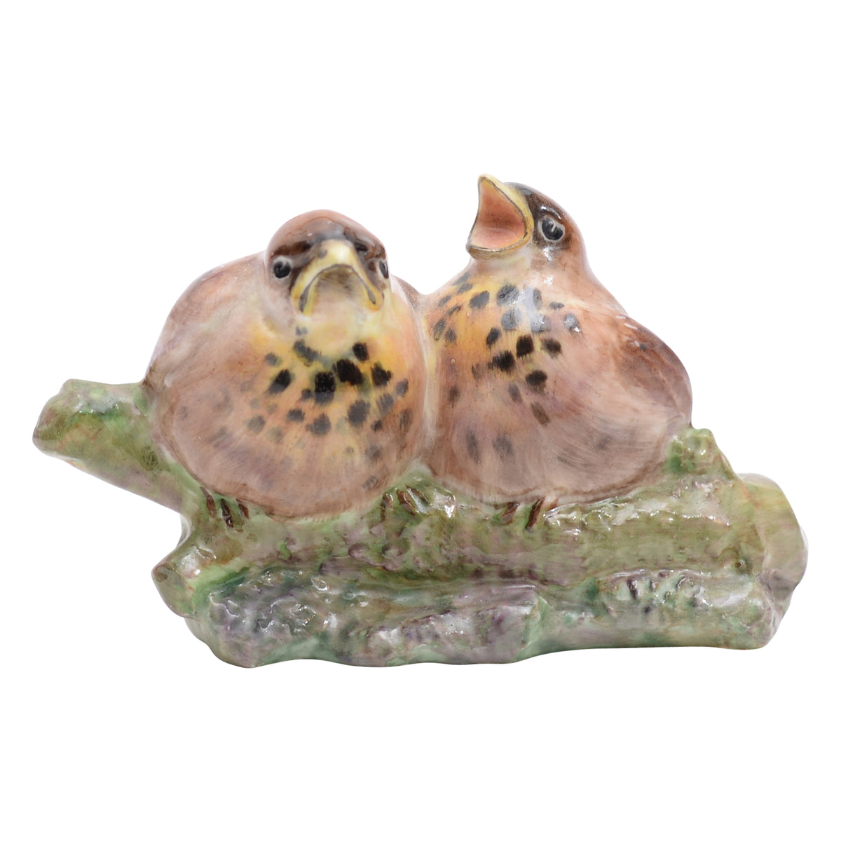 Two thrush chicks